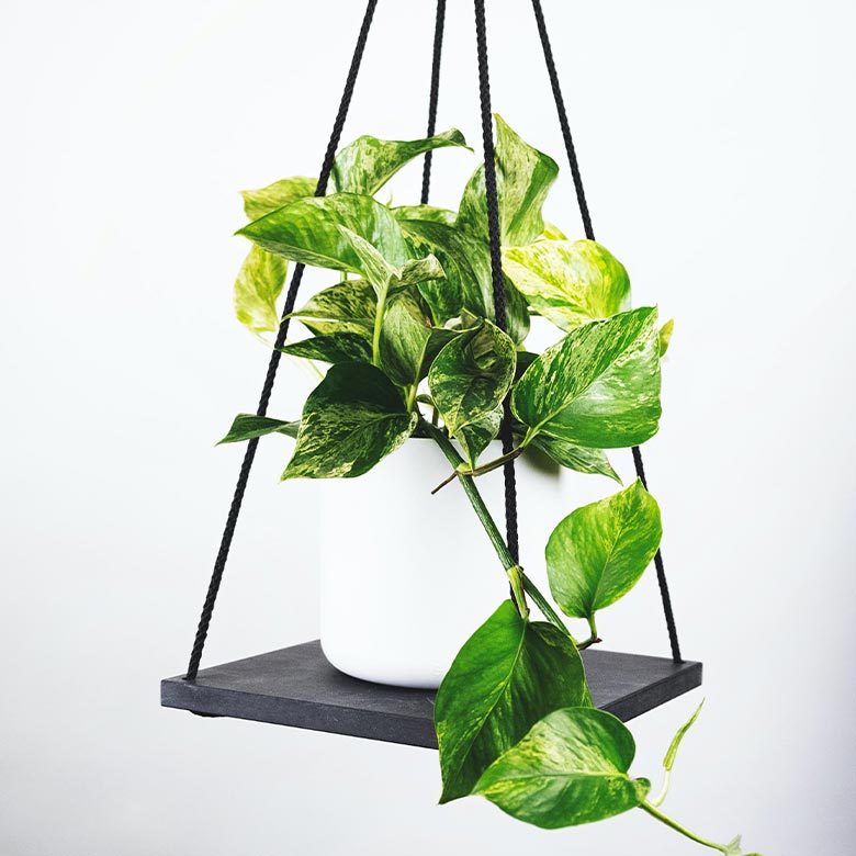 flower2 products pic3