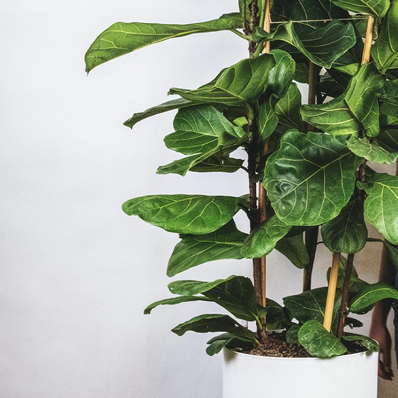 flower2 products pic7