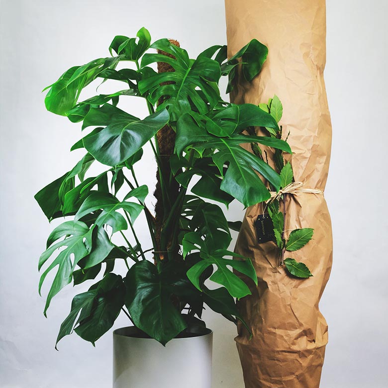 flower2 products pic9